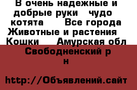 В очень надежные и добрые руки - чудо - котята!!! - Все города Животные и растения » Кошки   . Амурская обл.,Свободненский р-н